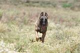 MALINOIS 360